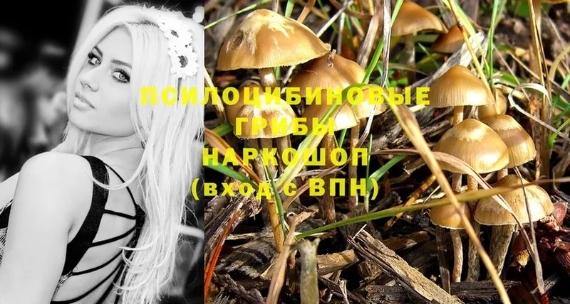 Псилоцибиновые грибы Psilocybe  Лебедянь 